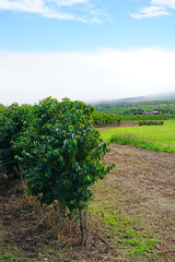 Fototapeta na wymiar A coffee plantation in Kaanapali, Maui, Hawaii