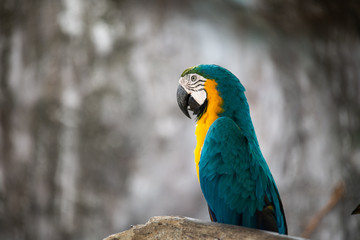 Closeup colorful green and yellow parrot Scarlet Macaw with blur background