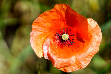 Fototapeta premium Nahaufnahme einer Mohnblume auf einer Wiese im Sommer