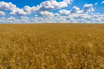 field of ripe Golden wheat against the blue sky with feathery clouds
