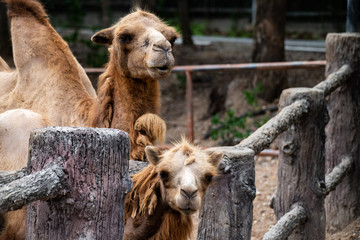 Closeup cute camels enjoy sunlight in the Zoo.