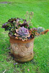 Green rosettes of succulent plants in a garden in Maui