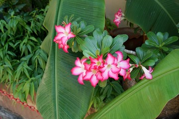 Blurred image of pink mixed white flowers on branch and leaf background, Natural wallpaper concept (Desert Rose)