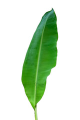 Obraz premium Green banana leaves placed on a white background
