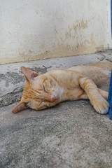 Homeless cat, Relaxed cat are sleeping on the floor laying in Thailand, Space for text in template, yellow cat, Vertical
