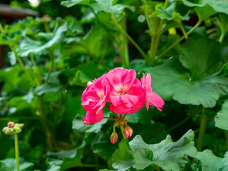 Flowers on display in Singapore