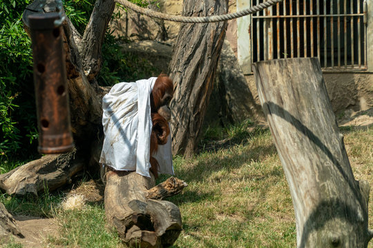 Zooo monkey orang utan ape playing ghost with bed sheet
