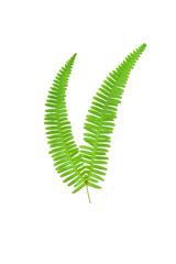 fern leaf isolated on white background