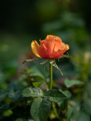 Flowers on display in Singapore