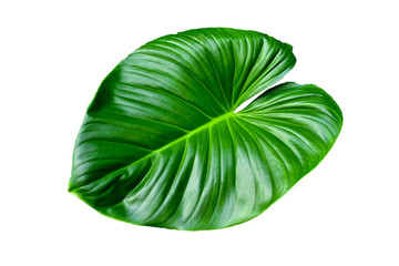 tropical forest plant leaves, isolated on white background, clipping path included