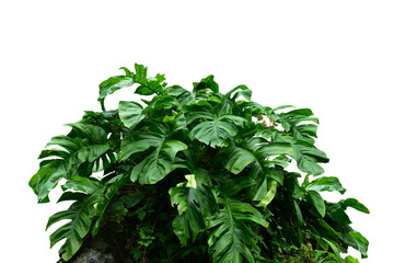 Obraz premium Forest tree trunks with tropical foliage plants, forming a frame in nature, isolated on a white background with a cliping path