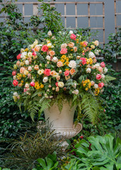 Flowers on display in Singapore