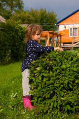 A little girl in the countryside pruning a honeysuckle Bush in the garden