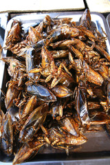 Thai Food. Fried Insect - Tak