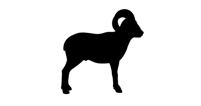 Mouflon silhouette. Turntable animation.