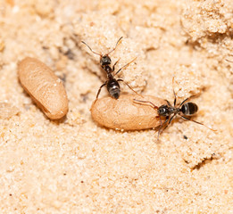 ants with larvae
