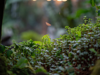 Indoor tropical rainforets canopy