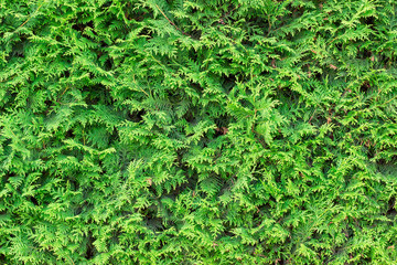 Evergreen background, fresh summer cypress leaves. Green leaves background.