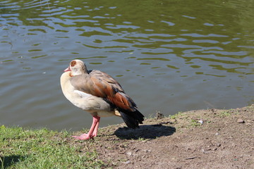 duck near the lake