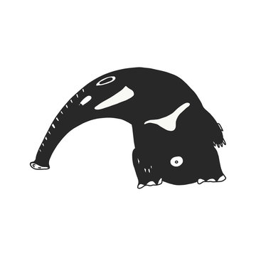 Anteater on white background illustration