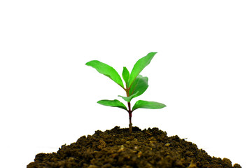 Young plant growing isolated on white background , new life growth ecology business financial progress concept ,Earth Day