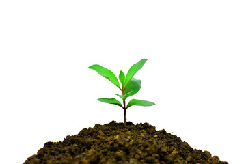 Young plant growing isolated on white background , new life growth ecology business financial progress concept ,Earth Day