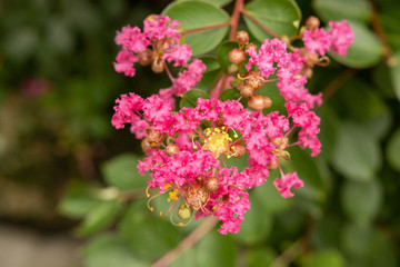 京都ぶらり、夏の赤い花01
