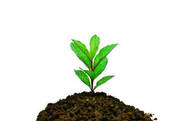 Young plant growing isolated on white background , new life growth ecology business financial progress concept ,Earth Day