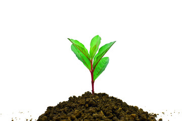 Young plant growing isolated on white background , new life growth ecology business financial progress concept ,Earth Day