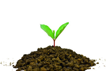 Young plant growing isolated on white background , new life growth ecology business financial progress concept ,Earth Day