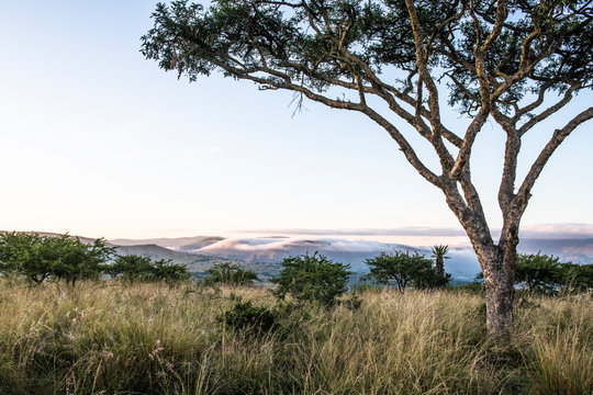 Dawn over the Zululand bushveld with a large tree and light mist