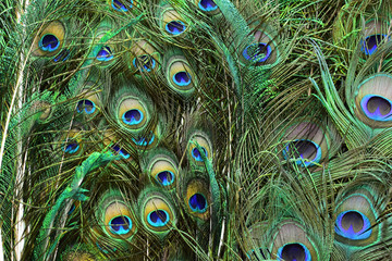 Obraz premium peacock feathers on a green background.vintage