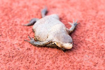 The dead frog slept over the field.