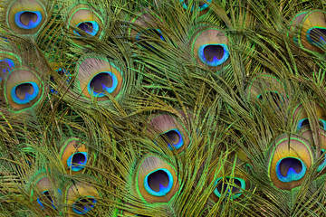 Fototapeta premium Background of peacock tail in bright colours (Shallow DoF)