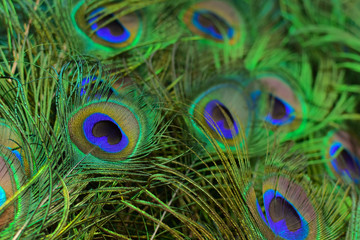 Naklejka premium Background of peacock tail in bright colours (Shallow DoF)