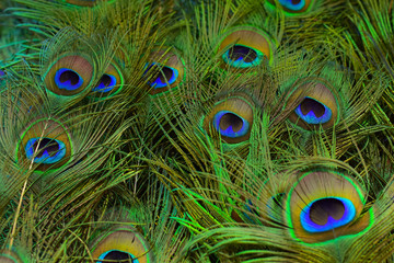 Background of peacock tail in bright colours (Shallow DoF)