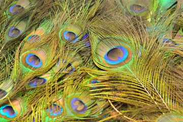 Fototapeta premium Colorful patterns of thousands of beautiful birds.