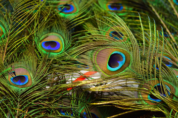 Fototapeta premium peacock feathers on a green background.vintage