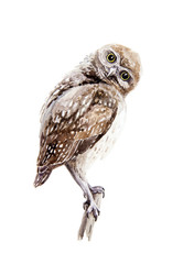 Brown owl watercolor illustration. Small wild nature bird sketch sitting on a branch. Isolated on white background