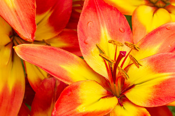 Lively yellow orange in a summer garden, top view. Beautiful flowers of yellow orange lilies, background.