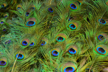 Obraz premium Beautiful peacock showing its beautiful feathers