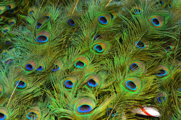 Obraz premium Colorful patterns of thousands of beautiful birds.