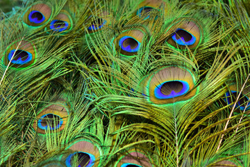 Beautiful peacock showing its beautiful feathers