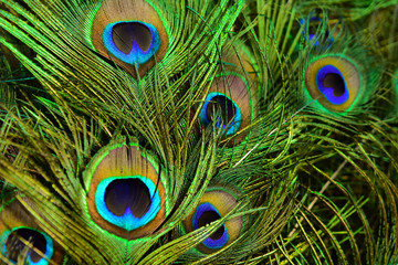 Fototapeta premium Beautiful peacock showing its beautiful feathers