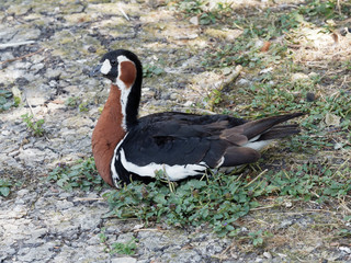 La bernache à cou roux (Branta ruficollis)