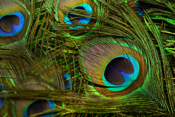 Fototapeta premium Colorful and Artistic Peacock Feathers. This is a macro photo of an arrangement of luminous peacock feathers.