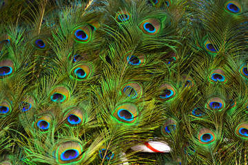 peacock feathers on a green background.vintage