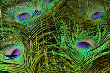 Naklejka premium Beautiful peacock showing its beautiful feathers