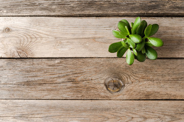 Green succulent on wooden desk with copyspace