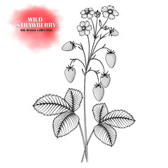 Flowers, leaves and berries of a hand-drawn strawberry. An ink drawn image. Vector EPS 10.
